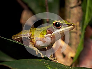 White-lipped Frog Hylarana raniceps