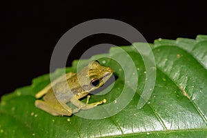 White-lipped frog (Hylarana raniceps), Bako National Park, Sarawak, Borneo