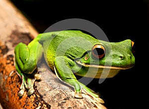 White Lipped Green Frog photo