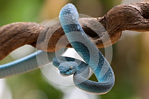 White-lipped island pit viper on tree branch