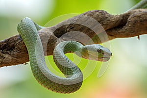 White-lipped island pit viper on tree branch