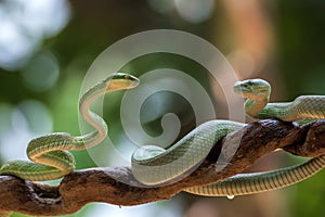 White-lipped island pit viper on tree branch