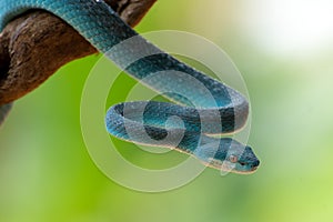 The white-lipped island pit viper Trimeresurus insularis