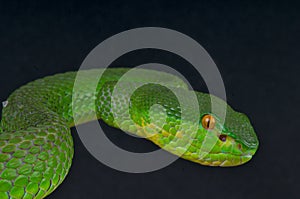 White-lipped island pitviper