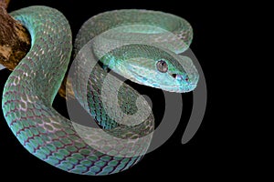 White-lipped island pitviper (Trimeresurus albolabris insularis) photo