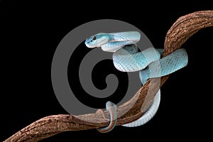 White-lipped island pitviper (Trimeresurus albolabris insularis) photo