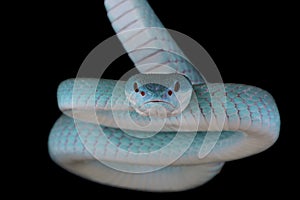 White-lipped island pitviper (Trimeresurus albolabris insularis) photo