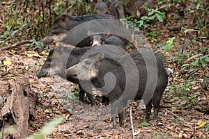 White-lipped peccaries in the Pantanal