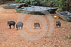 White-lipped peccaries in the Pantanal