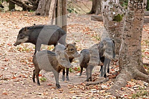 White-lipped peccaries in the Pantanal