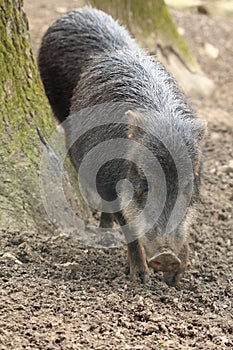 White-lipped peccary photo