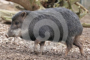 White-lipped peccary photo