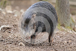 White-lipped peccary photo