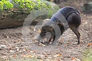 White-lipped peccary