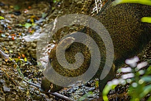 White-lipped Peccary in Corcovado National Park (Costa Rica)