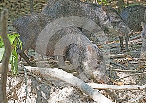 White Lipped Peccary Feeding at a Salt Lick