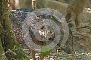 White Lipped Peccary in the Rainforest