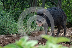 White-lipped Peccary - South american suine