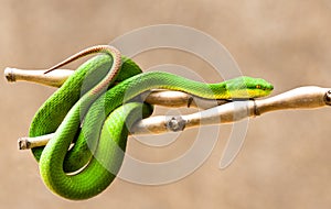 White-lipped Pit Viper