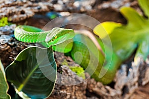 White Lipped Pit Viper On Rock