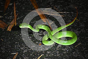 White lipped pit viper