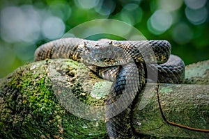 venomous pit viper snake photo
