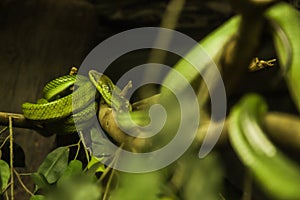 White-lipped pit viper, is a venomous pit viper species endemic to Southeast Asia. Color pattern: green above, side of head below