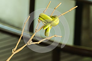 White-lipped Pitviper on the branch