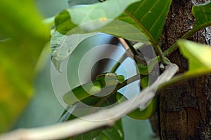 White-lipped pitviper, Sarawak, Malaysia