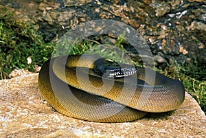 WHITE LIPPED PYTHON liasis albertisi