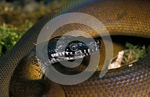 White Lipped Python, liasis albertisi