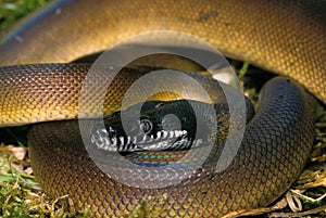 White Lipped Python, liasis albertisi