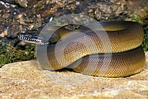 White Lipped Python, liasis albertisi