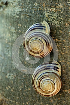 White-Lipped Snail