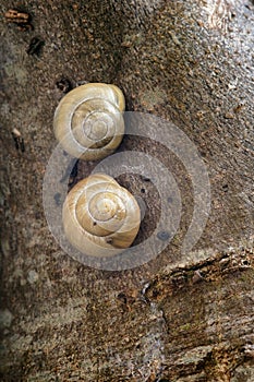 White-Lipped Snail