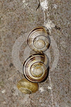 White-Lipped Snail