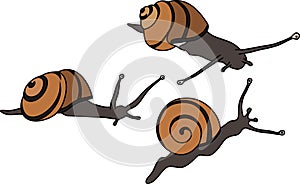 White-lipped snail (Cepaea hortensis)