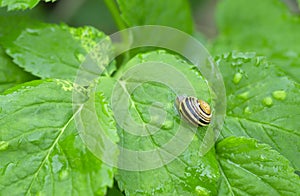 White-lipped snail, Cepaea hortensis