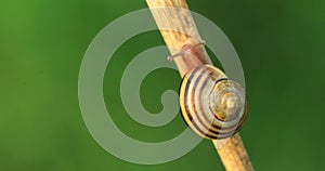 White-lipped Snail, Cepaea hortensis, on a leaf stem 4K