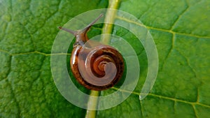 The white-lipped snail Cepaea hortensis Variable is coming out of its shell