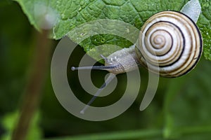 White-lipped snail  Cepaea hortensis  is very slightly smaller