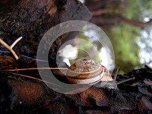 White-lipped snail detail