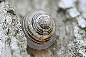 White-lipped snail or garden banded snail Cepaea hortensis