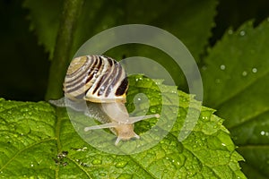 The white-lipped snail or garden banded snail, scientific name Cepaea hortensis, is a medium-sized species.
