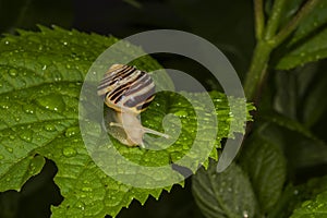 The white-lipped snail or garden banded snail, scientific name Cepaea hortensis, is a medium-sized species of air-breathing land s