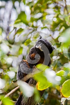 White lipped tamarin, monkey