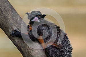 White-lipped tamarin - New World Monkey