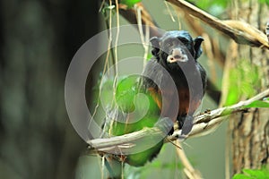 White-lipped tamarin photo