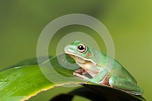 White Lipped tree frog