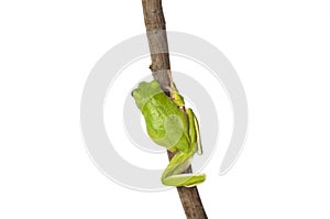White Lipped Tree Frog